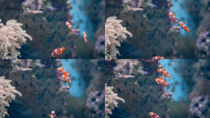 海底珊瑚小丑鱼
