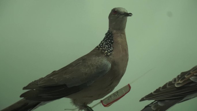【镜头合集】鹧鸪鸽子斑鸠鸟类标本