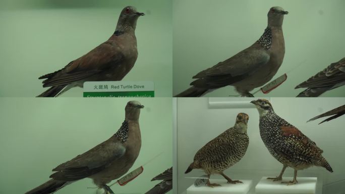 【镜头合集】鹧鸪鸽子斑鸠鸟类标本