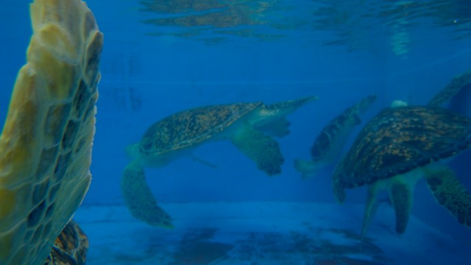 海洋馆的海龟