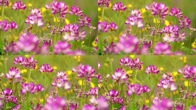 紫云英上蜜蜂飞舞采蜜慢镜头