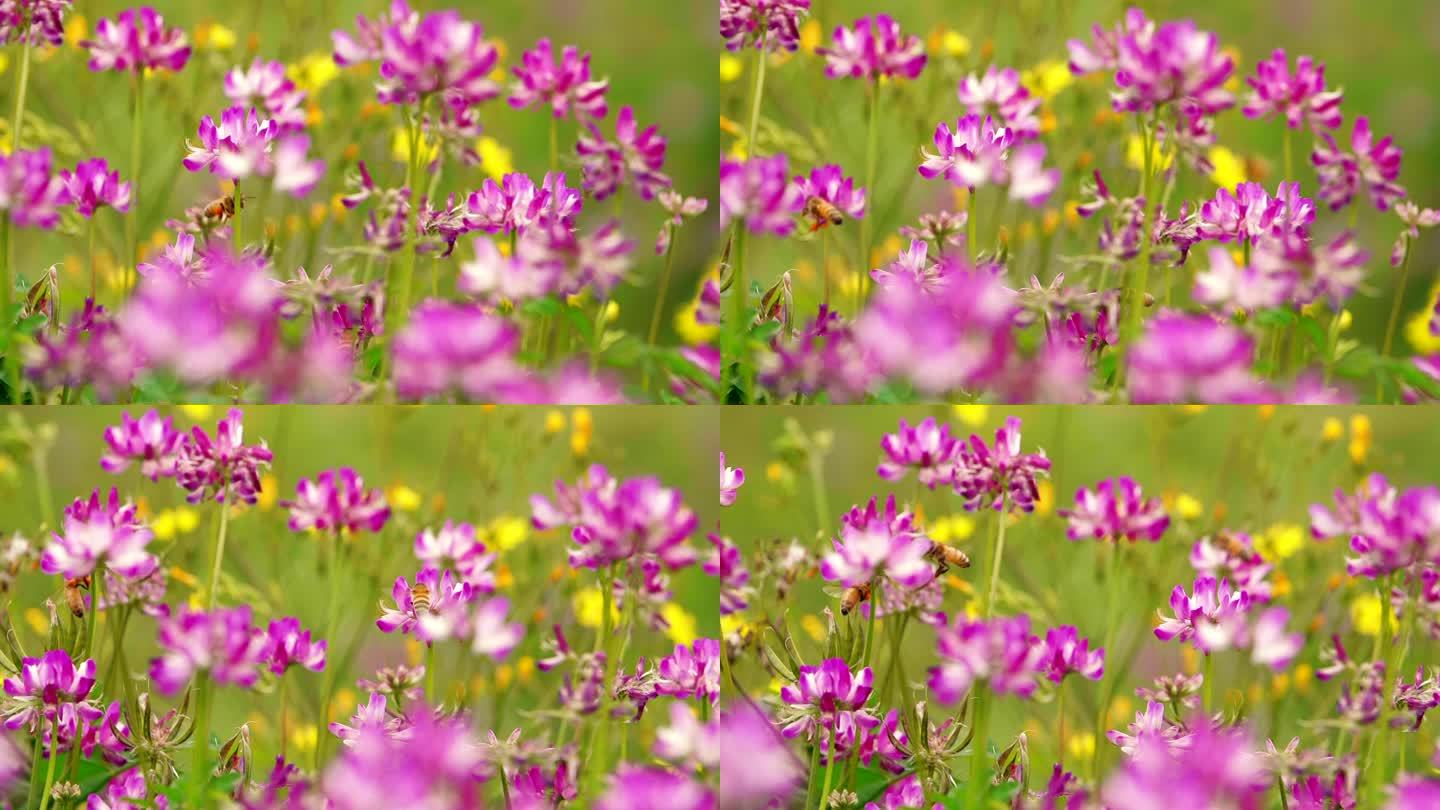 紫云英上蜜蜂飞舞采蜜慢镜头