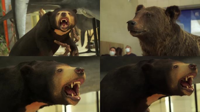 【镜头合集】黑熊棕熊狗熊模型标本 (4)