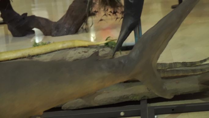 【镜头合集】深海鲨鱼鲸鱼海洋生物模型