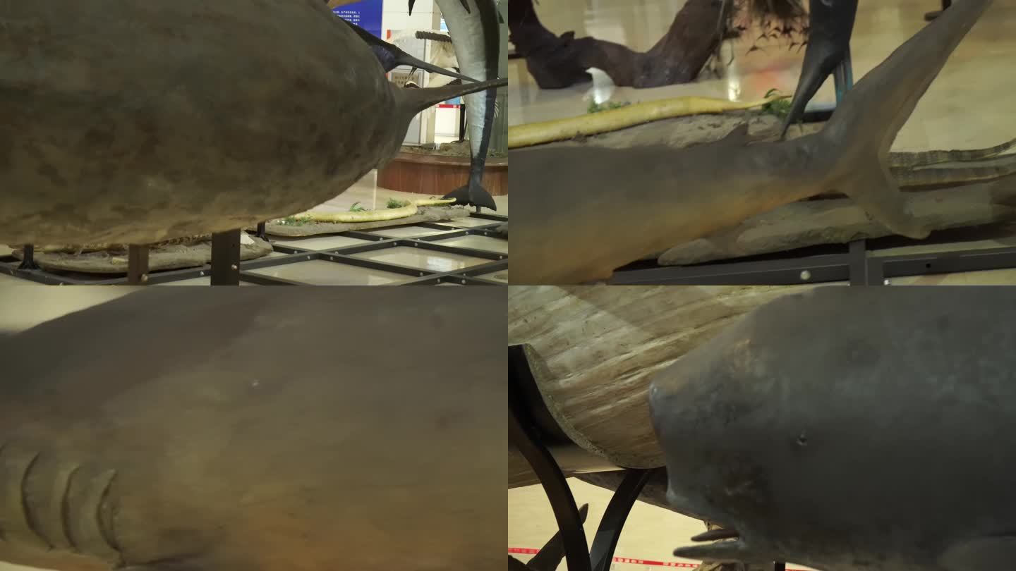 【镜头合集】深海鲨鱼鲸鱼海洋生物模型