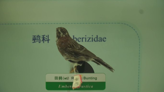 【镜头合集】山雀翠鸟小型鸟类标本 (2)