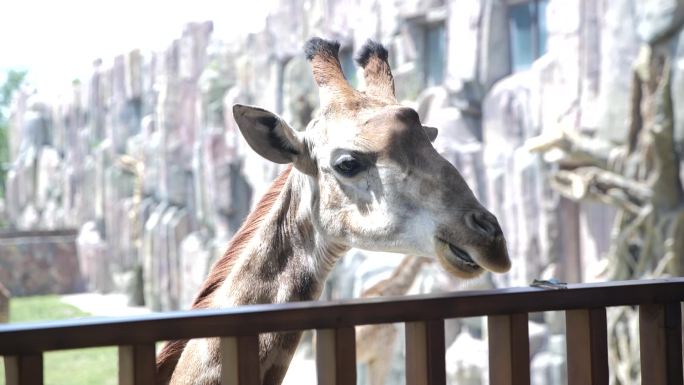 动物园里的长颈鹿进食