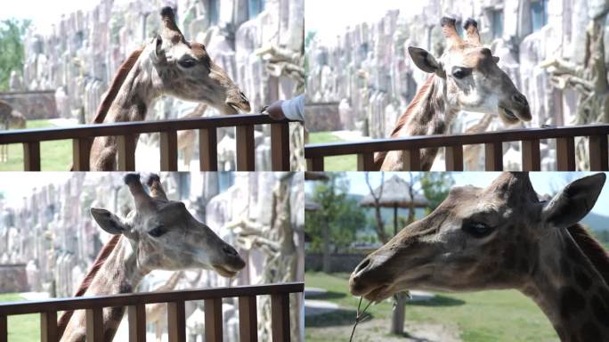 动物园里的长颈鹿进食