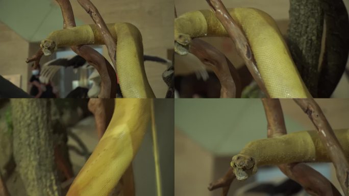 【镜头合集】黄金蟒蛇爬宠爬虫标本