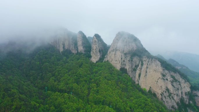 高清4k 洛阳龙峪湾 高山野生牡丹