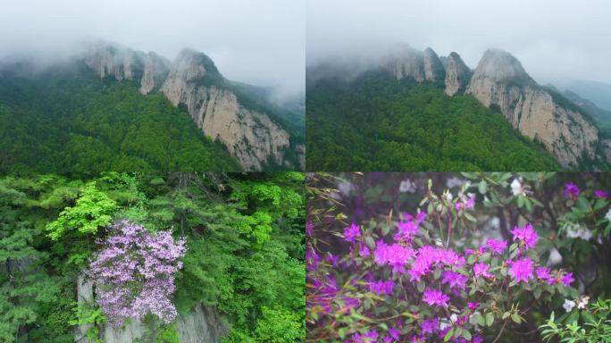 高清4k 洛阳龙峪湾 高山野生牡丹