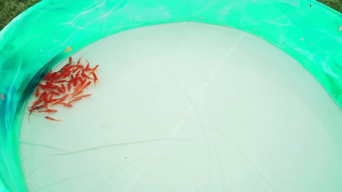 盆里的红色金鱼鱼缸