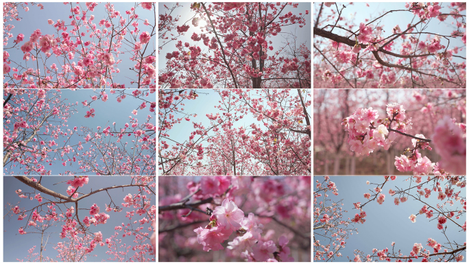 春天阳光下盛开的樱花