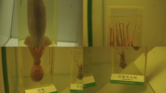 【镜头合集】乌贼章鱼八爪鱼标本海洋水产
