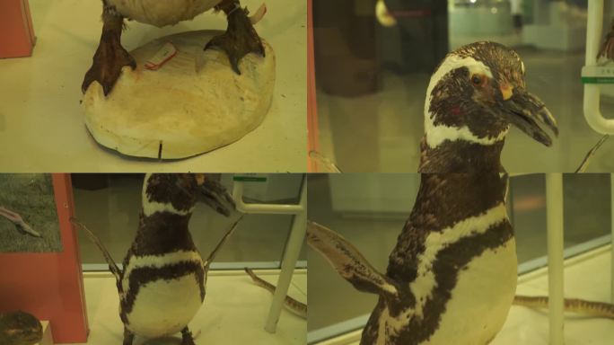 【镜头合集】企鹅标本南极动物