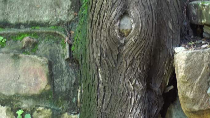 【镜头合集】迎客松古柏松树保护树木