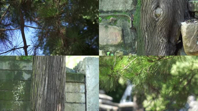 【镜头合集】迎客松古柏松树保护树木