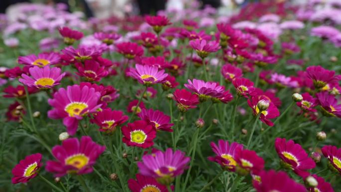 花卉 花卉市场 盆栽