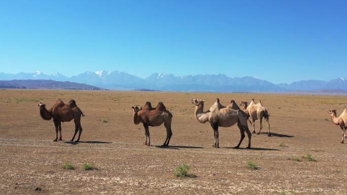 高清4k 新疆风光  野生骆驼