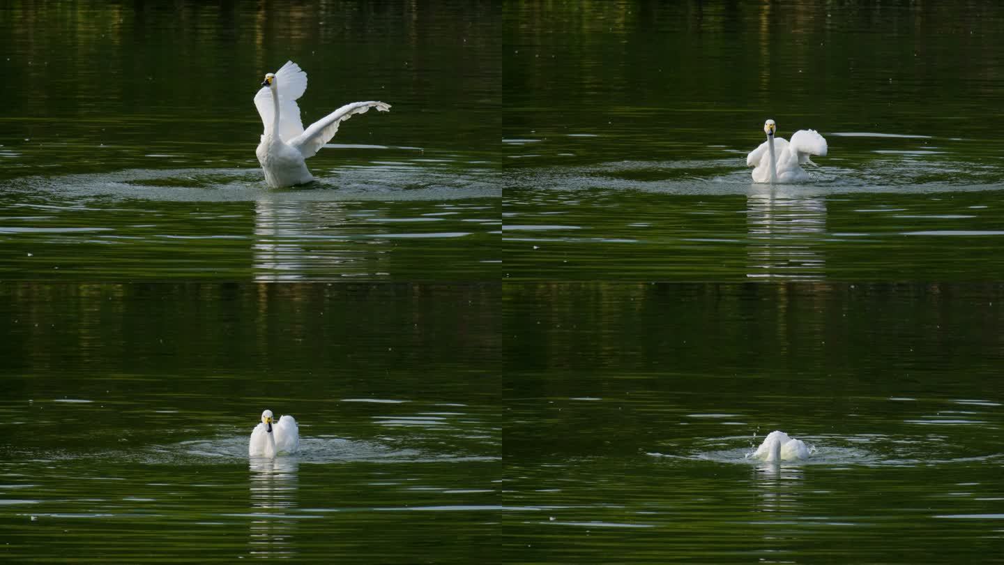 动物园 湖面 白天鹅 拍打翅膀 展开翅膀