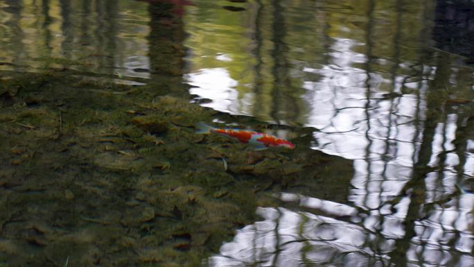 小金鱼清澈见底的溪水 杭州云栖竹径