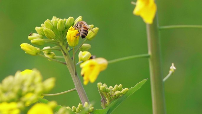 春天金黄色的油菜花上蜜蜂采蜜慢镜头