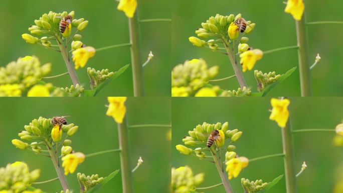 春天金黄色的油菜花上蜜蜂采蜜慢镜头