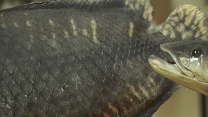 【镜头合集】巨骨舌鱼动物鱼类标本 (2)