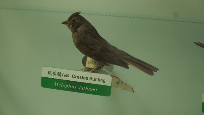 【镜头合集】山雀翠鸟小型鸟类标本 (3)