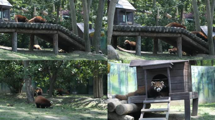 动物园里的小熊猫