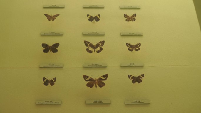 【镜头合集】美丽翅膀蝴蝶昆虫标本 (1)