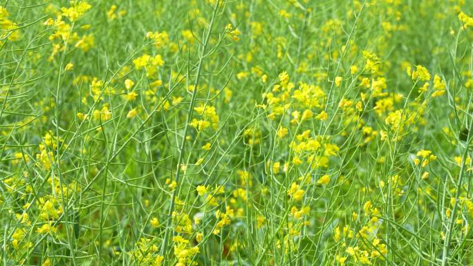 光明农场油菜花蜜蜂采蜜踏春游客