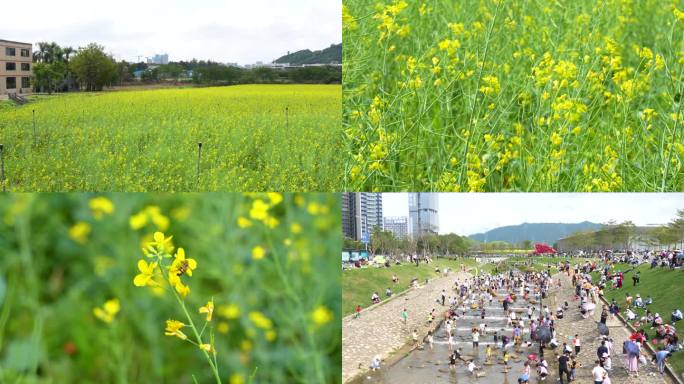 光明农场油菜花蜜蜂采蜜踏春游客