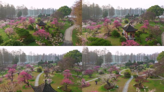 武汉东湖梅园春季梅花盛开