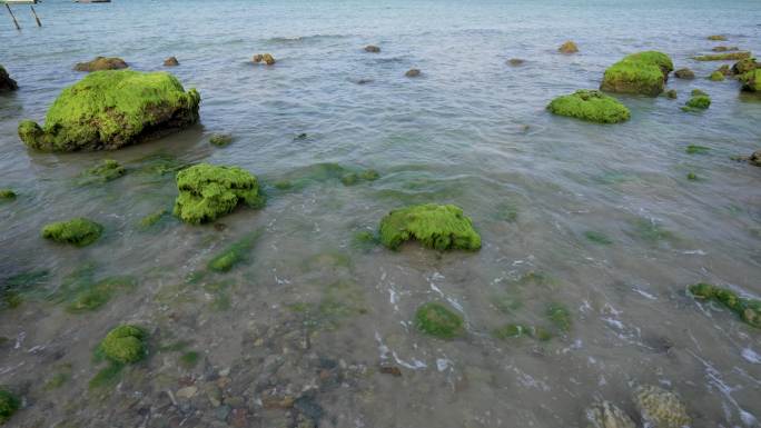 春天礁石绿藻