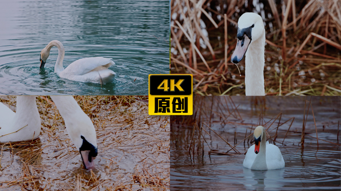 天鹅觅食实拍素材