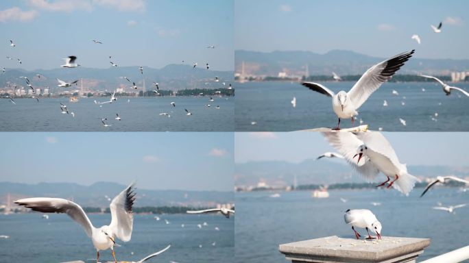 昆明滇池海鸥