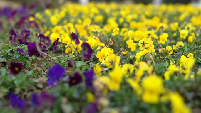 春景花朵梅花腊梅海棠花喇叭花小黄花