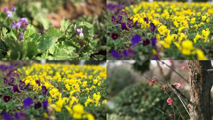 春景花朵梅花腊梅海棠花喇叭花小黄花