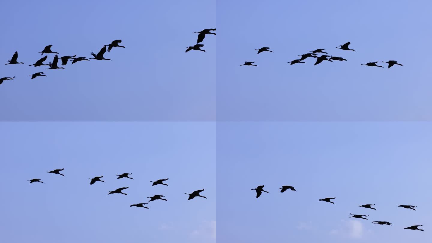 高原精灵-黑颈鹤