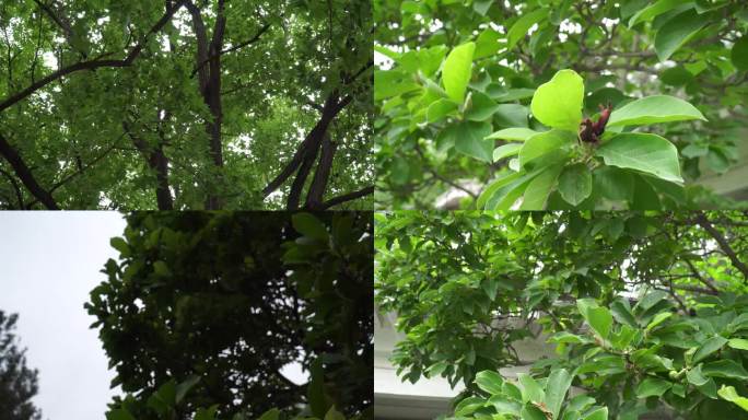 【镜头合集】植物树木树荫旋转大自然