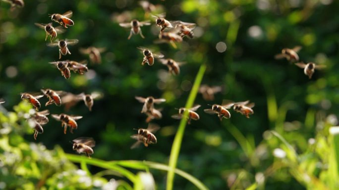 大群蜜蜂在春天田野里飞舞