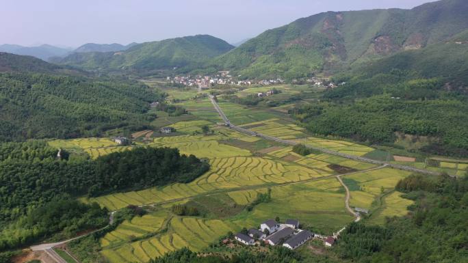 大山里秋天金色稻田