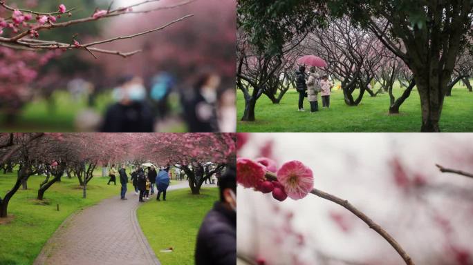 橘子洲游客赏梅花