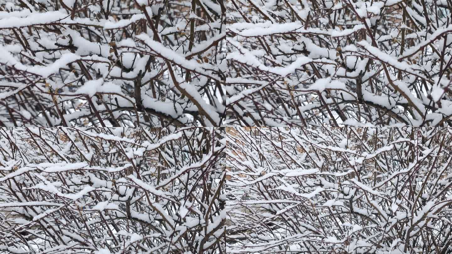 覆盖积雪的树丛