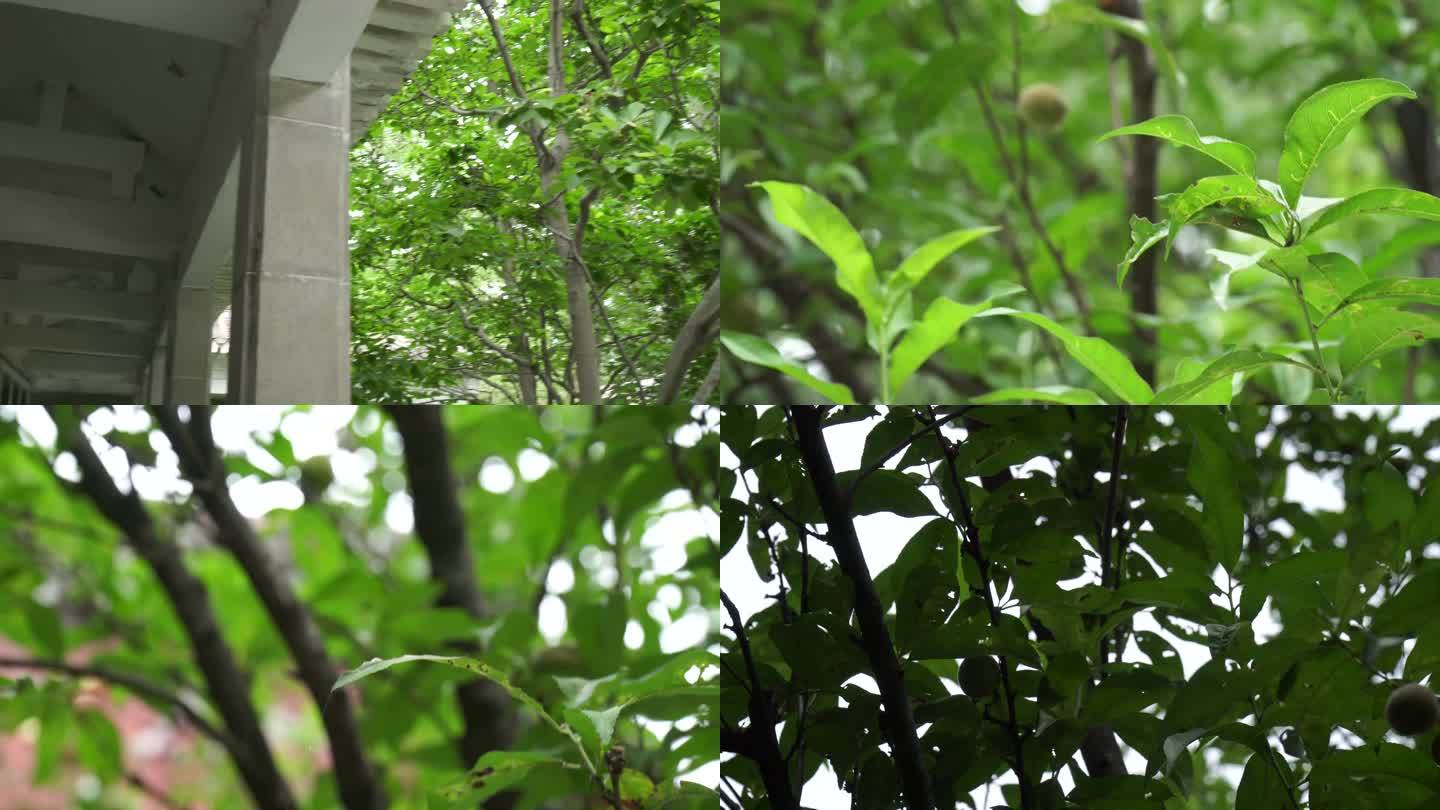 【镜头合集】毛桃核桃果树植物叶子绿(2)