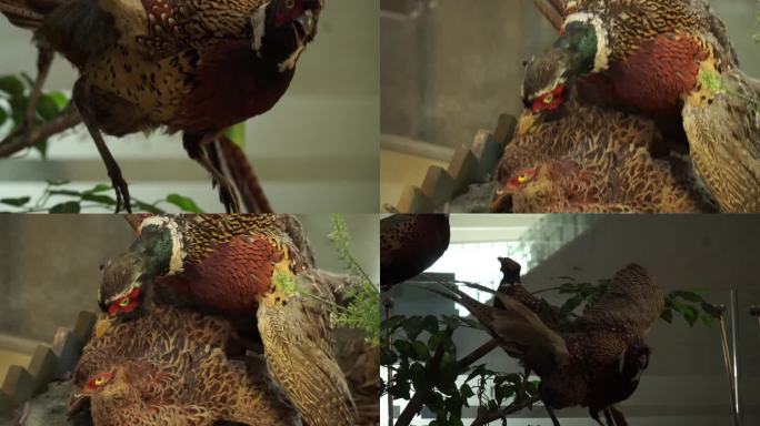 【镜头合集】红腹锦鸡观赏鸟类标本模型