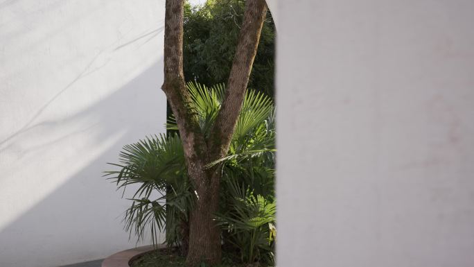 现代建筑圆形拱门和棕榈树