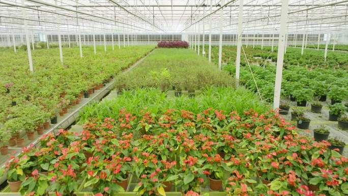 绿色蔬菜 大棚 温室 花卉养殖