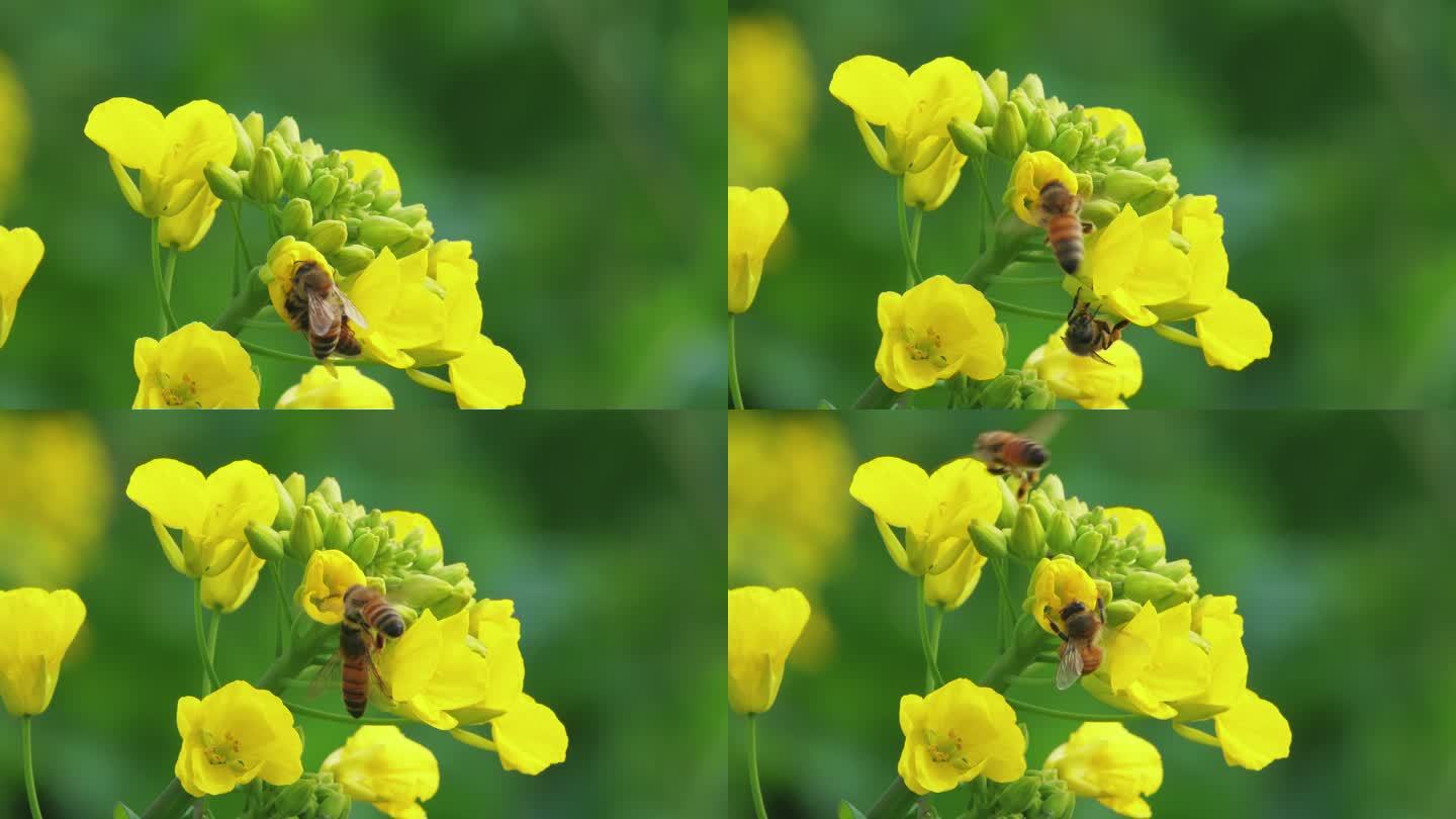 春天金黄色的油菜花上蜜蜂采蜜慢镜头